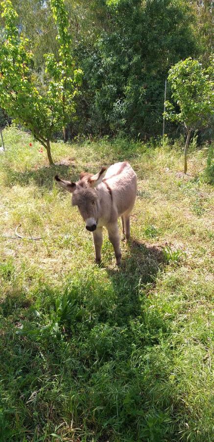 Agriturismo Funtan'Arva Loculi 외부 사진
